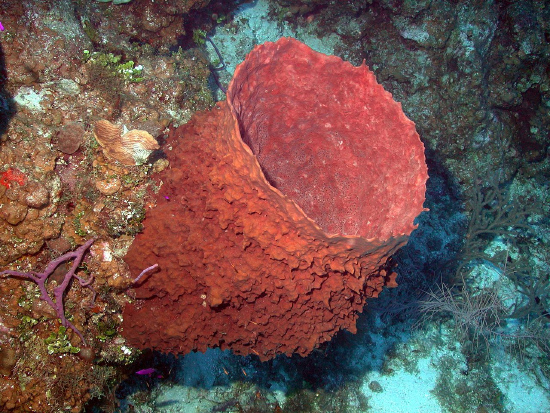  Xestospongia muta (Giant Barrel Sponge)